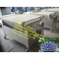 Blueberry Sorting Machine/ Blueberry Sorting Weighting Packing Line